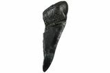 Partial, Fossil Megalodon Tooth - South Carolina #307677-1